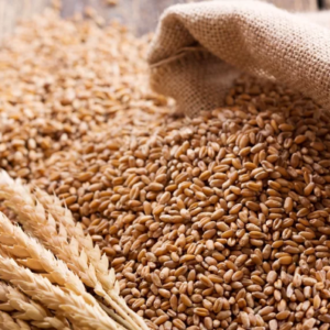 wheat from organic farms